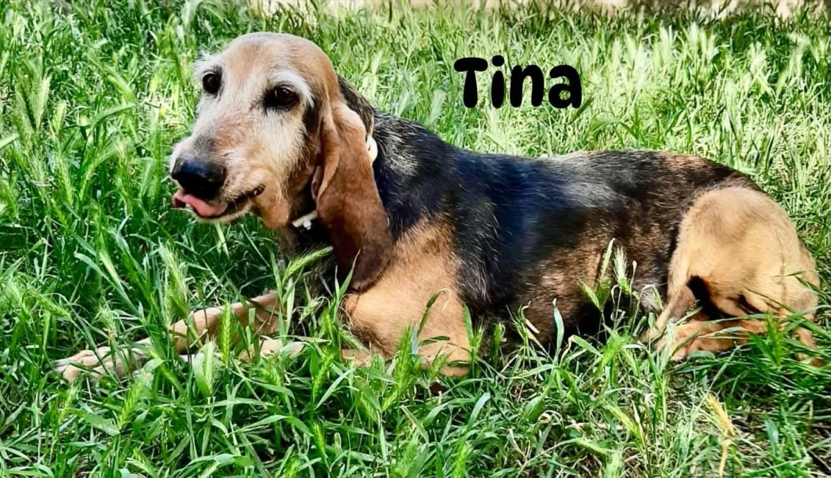 Morti sospette di cani e gatti tra Gualdo Tadino e Valfabbrica: Animal Mind incarica l’avvocata Valeria Passeri