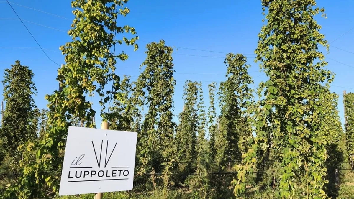 Perugia, nasce il primo luppoleto del territorio comunale: dal campo alla birra, una nuova filiera corta made in Umbria