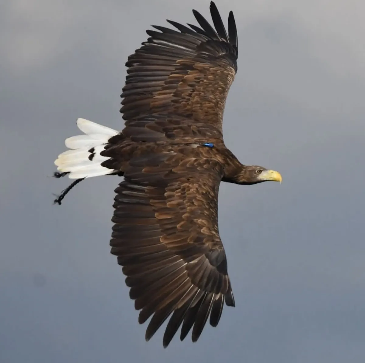 Bonbon, l’aquila perduta sul Monte Nerone e ritrovata in Umbria: l’avventura del falconiere Gianluigi Mandolesi