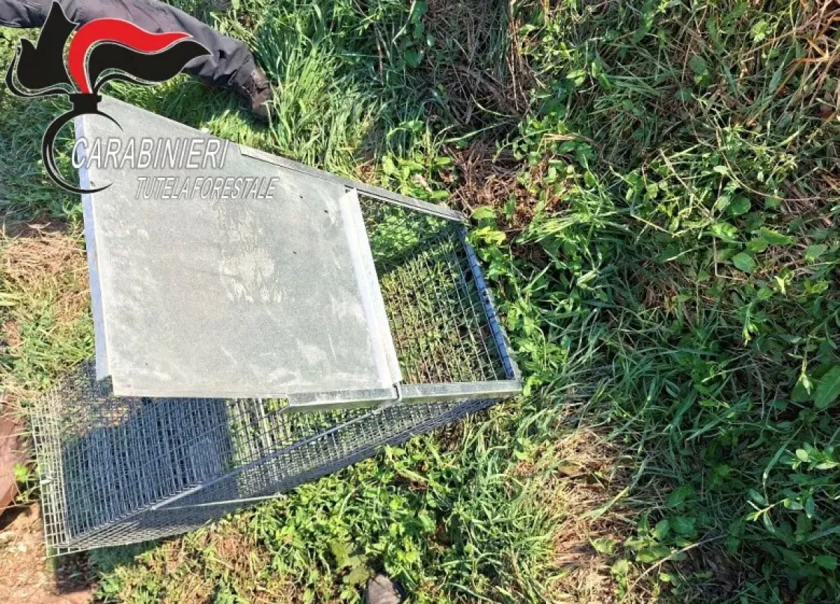 Allerona, installa gabbia-trappola per catturare animali selvatici. Denunciato un uomo