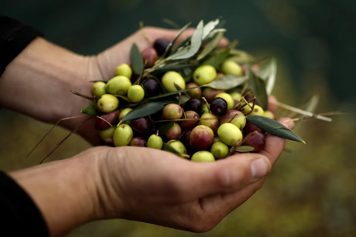 Gubbio capitale della biodiversità dell’olivo: oggi nasce a Montelovesco la Domus Olear∑ del Cnr