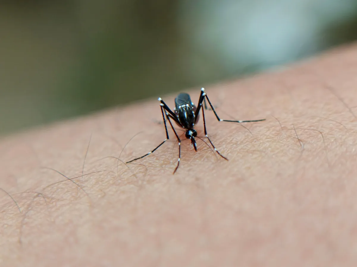 Foligno, caso isolato di Dengue: disinfestazione straordinaria attorno all’ospedale