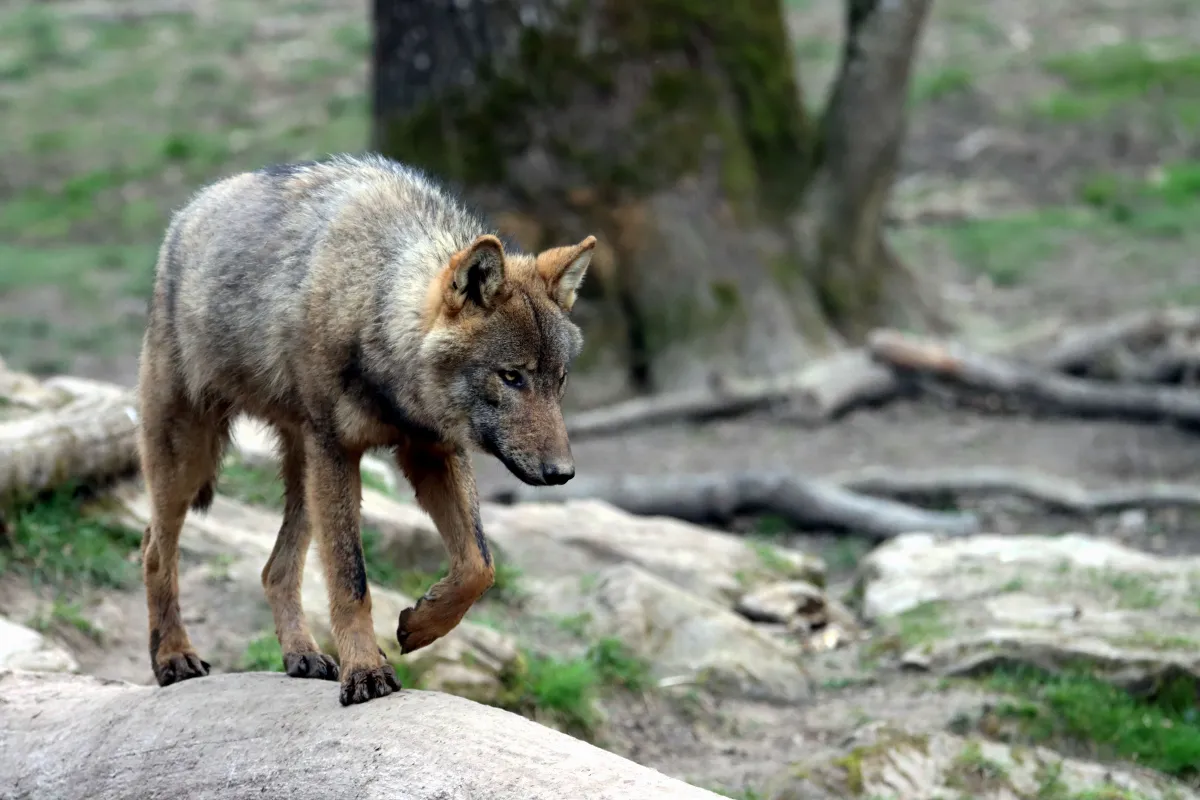Dal lupo al drago, Cardini racconta il bestiario medievale: animali come simboli per leggere il mondo