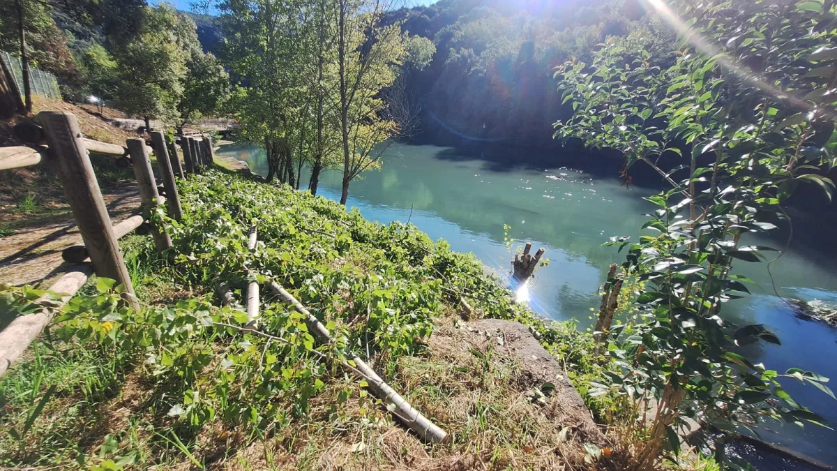 Le Mole di Narni, la denuncia: "taglio pioppi senza autorizzazione in proprietà privata". Parte l'esposto