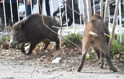 Emergenza cinghiali a Orvieto: vertice in Prefettura e scontro sui fondi con la Regione